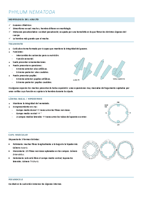 Miniatura del documento resumen-phylum-nematoda-parasitologia.pdf