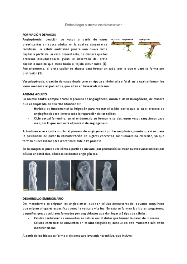 Miniatura del documento Embriologia-sistema-cardiovascular.pdf