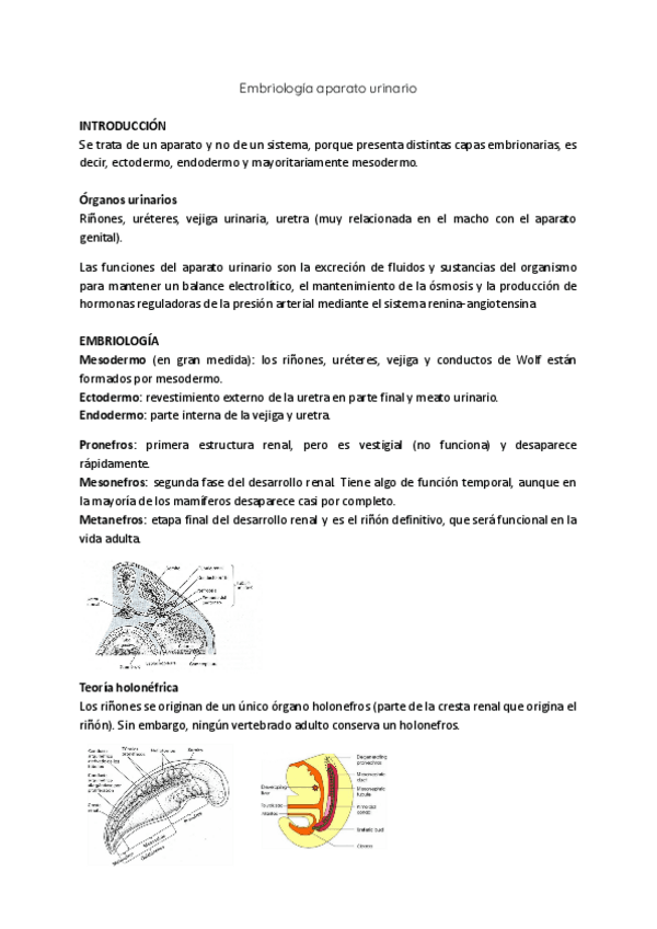 Miniatura del documento Embriologia-aparato-urinario.pdf