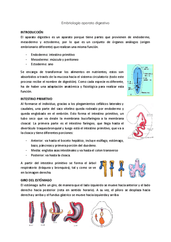 Miniatura del documento Embriologia-aparato-digestivo.pdf