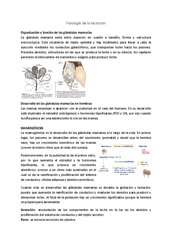 Miniatura del documento Fisiologia-de-la-lactacion.pdf