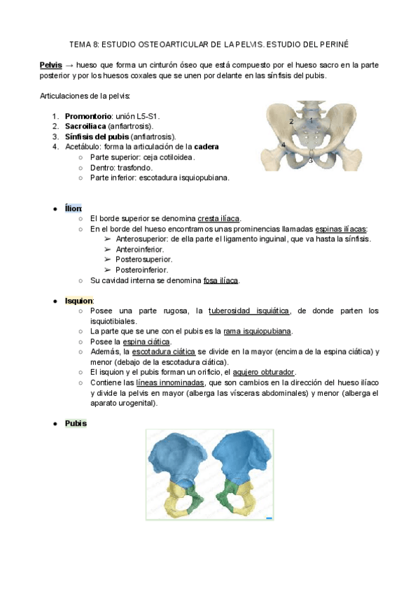 Miniatura del documento Anatomia-T8.pdf