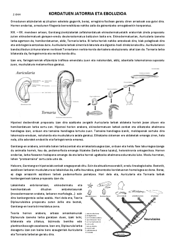 Miniatura del documento 2.-Kordatuen-jatorria-eta-eboluzioa.pdf