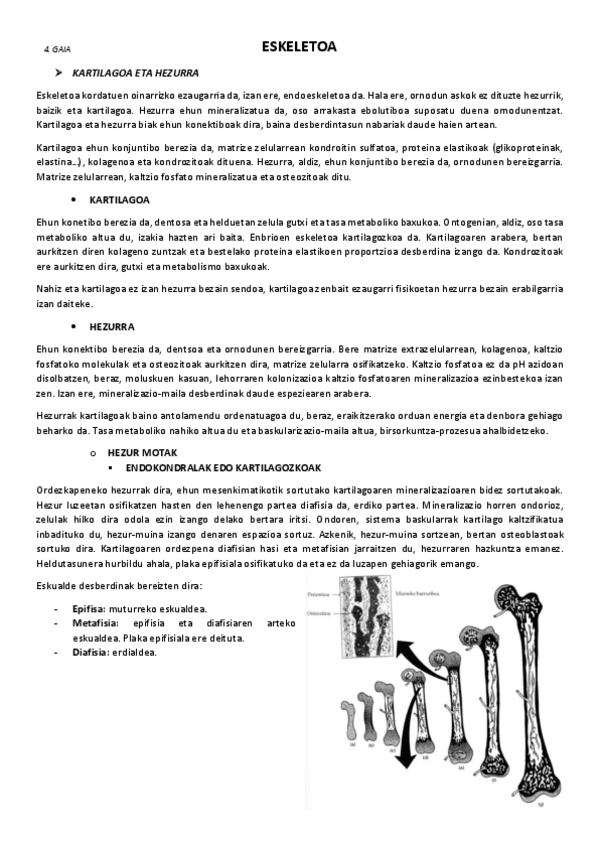 Miniatura del documento 4.-Eskeletoa.pdf