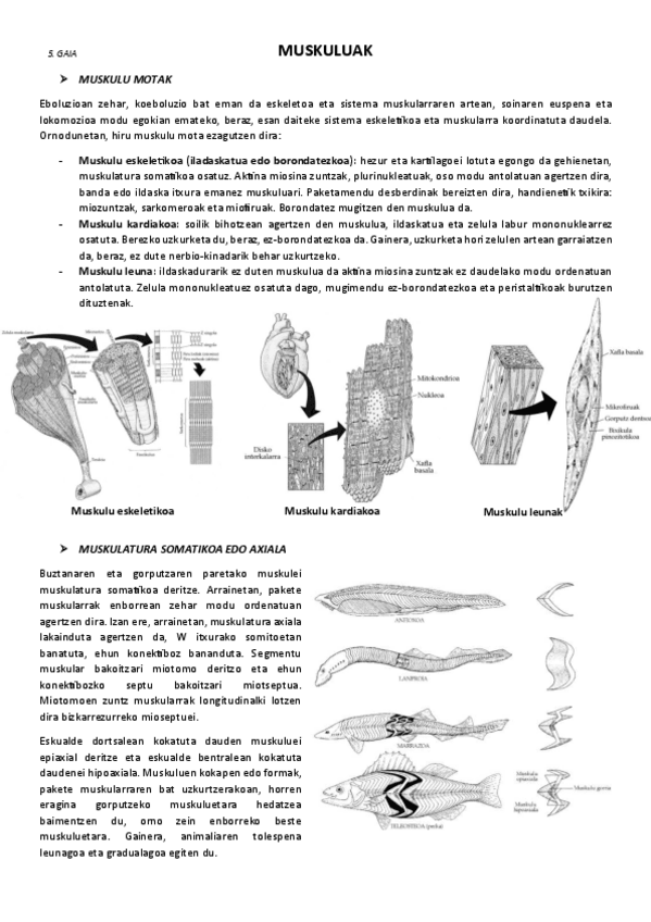 Miniatura del documento 5.-Muskuluak.pdf