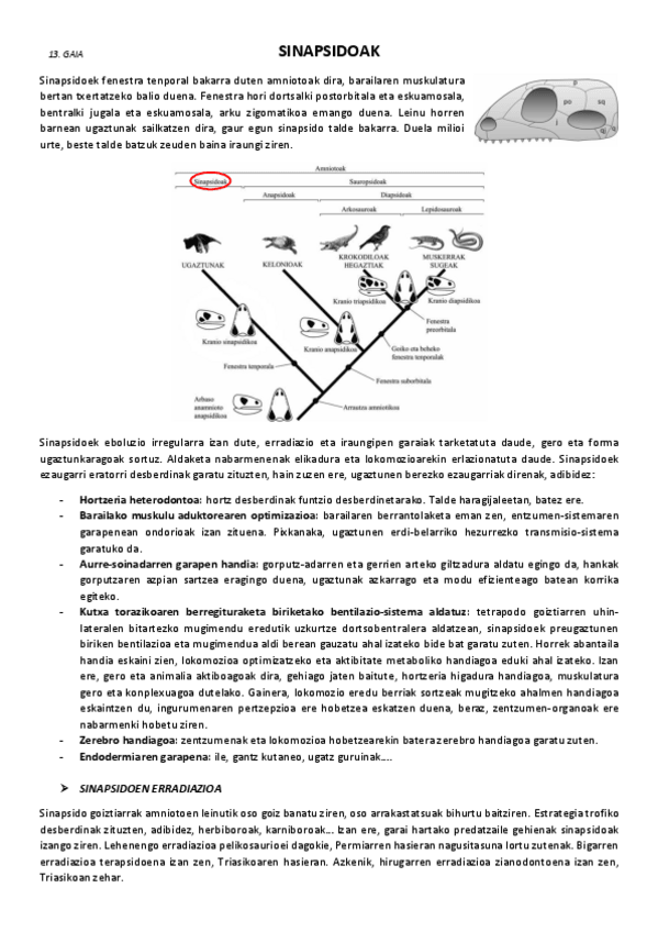 Miniatura del documento 13.-Sinapsidoak.pdf