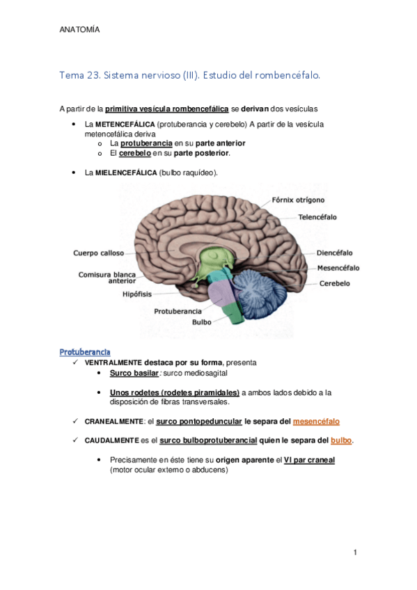 Miniatura del documento Tema 23. Estudio del rombencéfalo.pdf