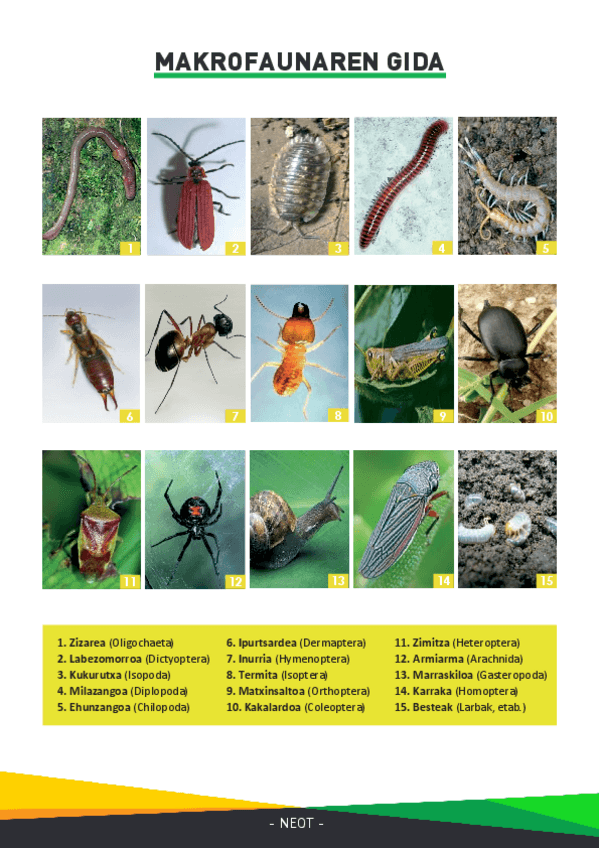 Miniatura del documento MAKROFAUNAREN-GIDA-1.pdf