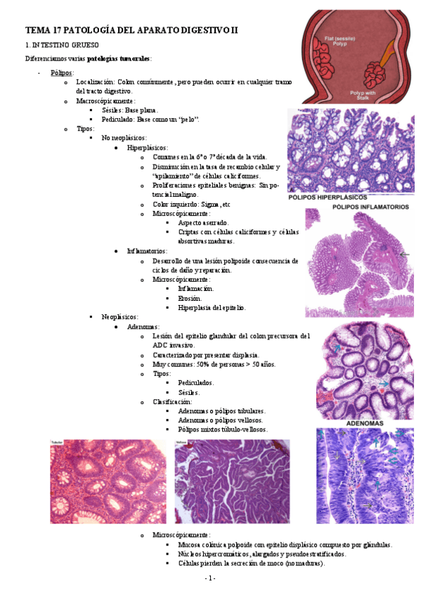 Miniatura del documento ANATOMIA-PATOLOGICA-TEMA-17-PATOLOGIA-DEL-APARATO-DIGESTIVO-II.pdf