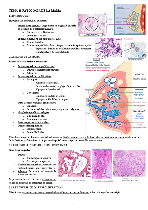 Miniatura del documento ANATOMIA-PATOLOGICA-TEMA-18-PATOLOGIA-DE-LA-MAMA.pdf