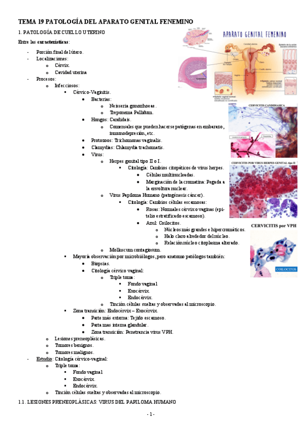 Miniatura del documento ANATOMIA-PATOLOGICA-TEMA-19-PATOLOGIA-DEL-APARATO-GENITAL-FENEMINO.pdf