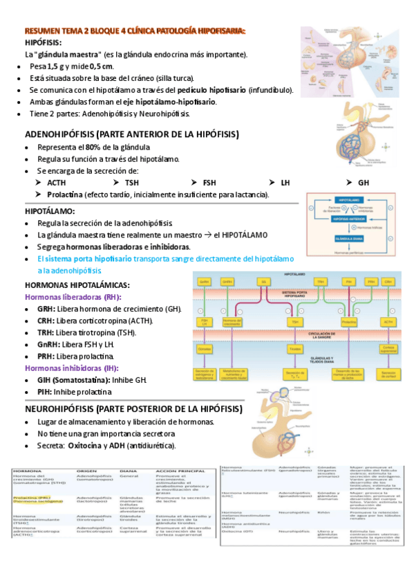 Miniatura del documento RESUMEN-TEMA-2-BLOQUE-4-CLINICA-HIPOFISIS-HIPOTALAMO.pdf