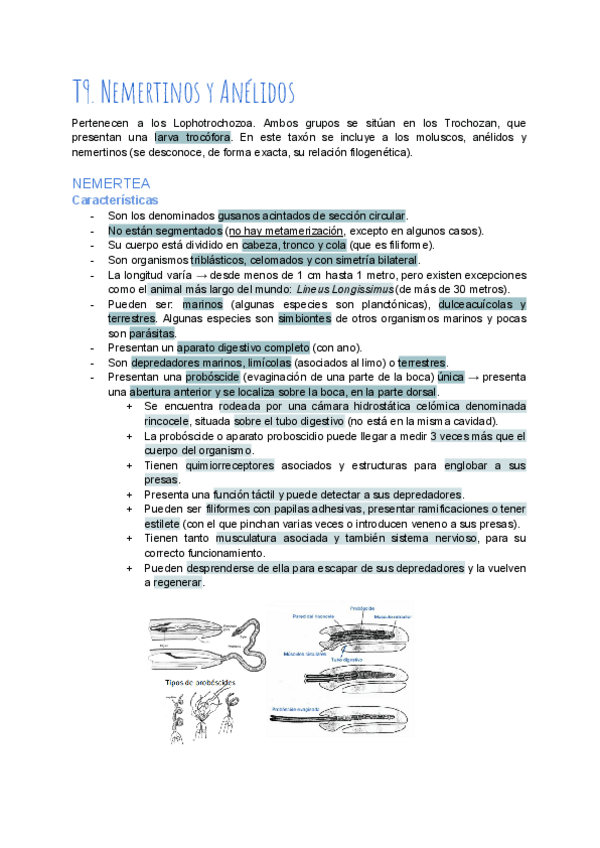 Miniatura del documento T9-Nemertinos-y-Anelidos.pdf