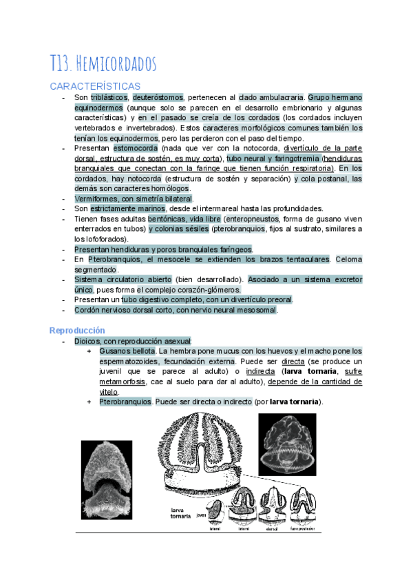 Miniatura del documento T13-Hemicordados.pdf