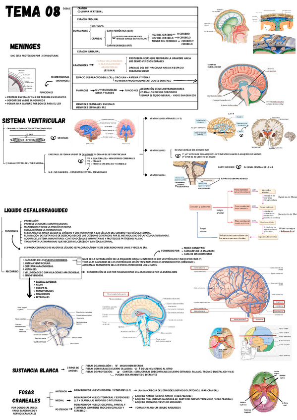 Miniatura del documento TEMA-8.-SISTEMA-VENTRICULAR-Y-MAS.pdf