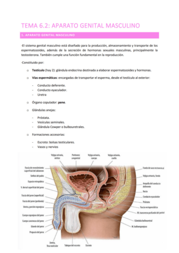 Miniatura del documento TEMA-6.2-APARATO-GENITAL-MASCULINO.pdf