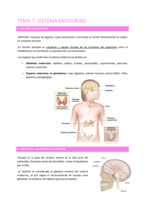 Miniatura del documento TEMA-7-SISTEMA-ENDOCRINO.pdf