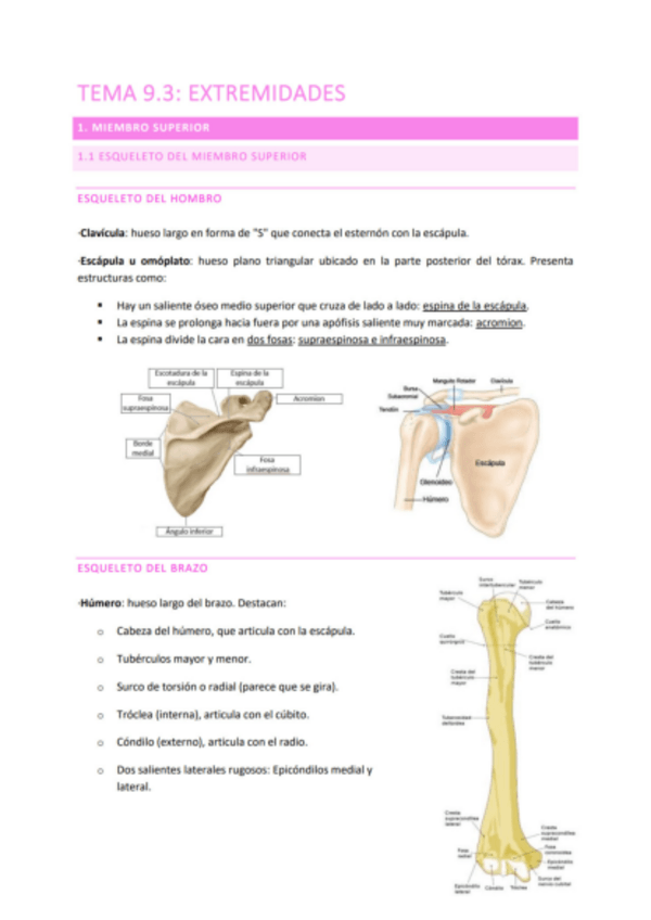 Miniatura del documento TEMA-9.3-EXTREMIDADES.pdf