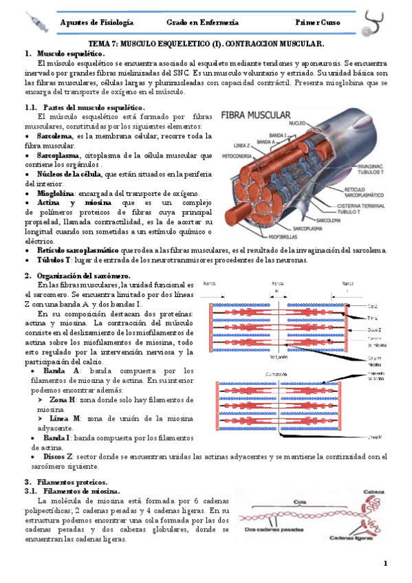 Miniatura del documento TEMA 7 MUSCULO ESQUELETICO.pdf