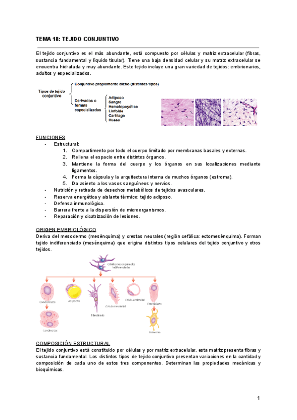 Miniatura del documento TEMA-18-TEJIDO-CONJUNTIVO.pdf