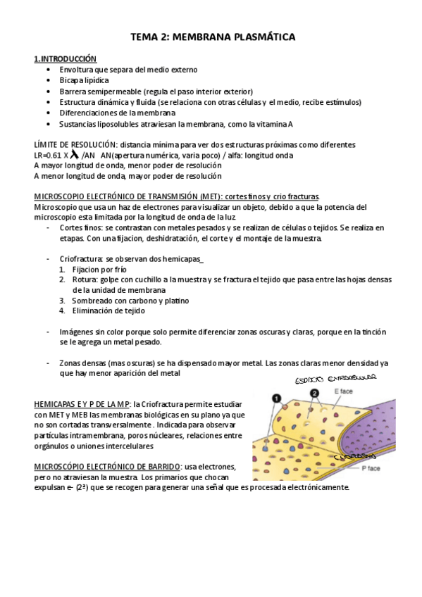 Miniatura del documento tema-2-citologia.pdf