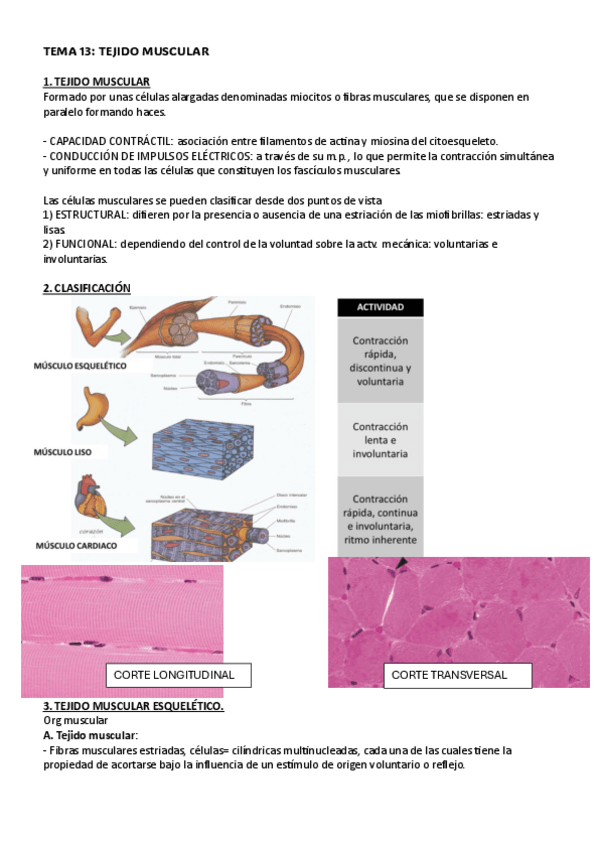Miniatura del documento TEMA-13.histologia.pdf