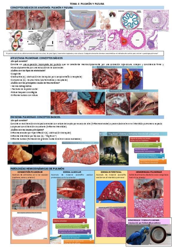 Miniatura del documento APUNTES-T4-T20.pdf