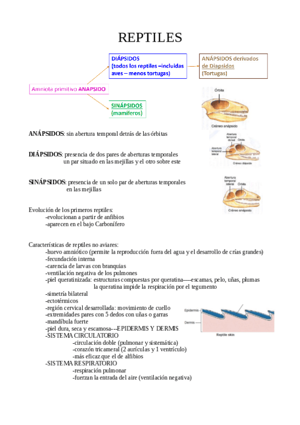 Miniatura del documento REPTILES-teoria.pdf