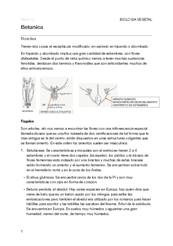 Miniatura del documento Tema 12 botanica .pdf