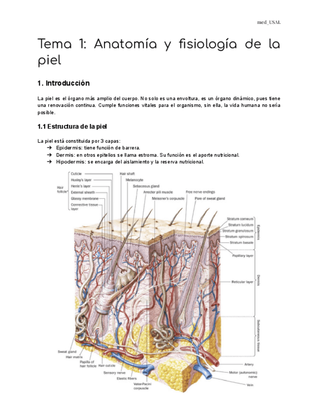 Miniatura del documento Tema-1-Anatomia-y-fisiologia-de-la-piel.pdf