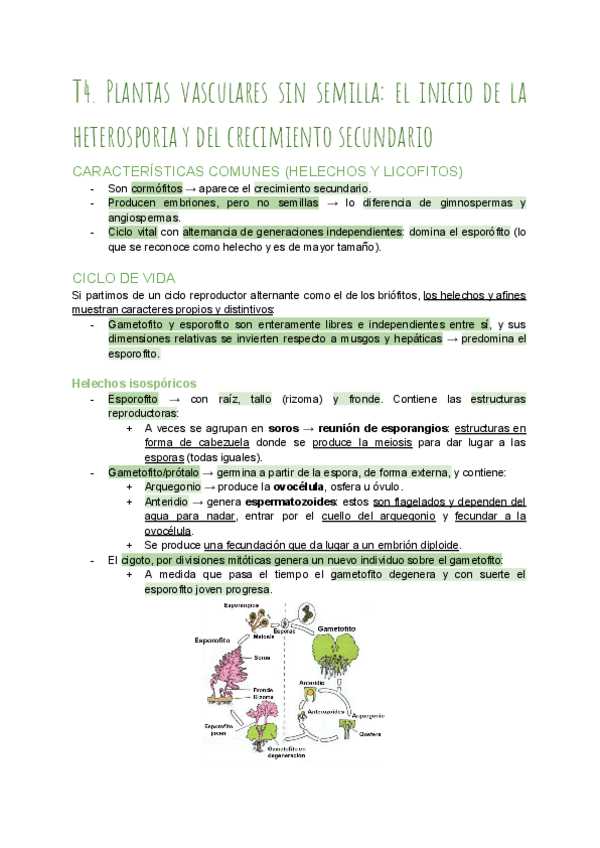 Miniatura del documento T4Plantas-vasculares-sin-semillas.pdf