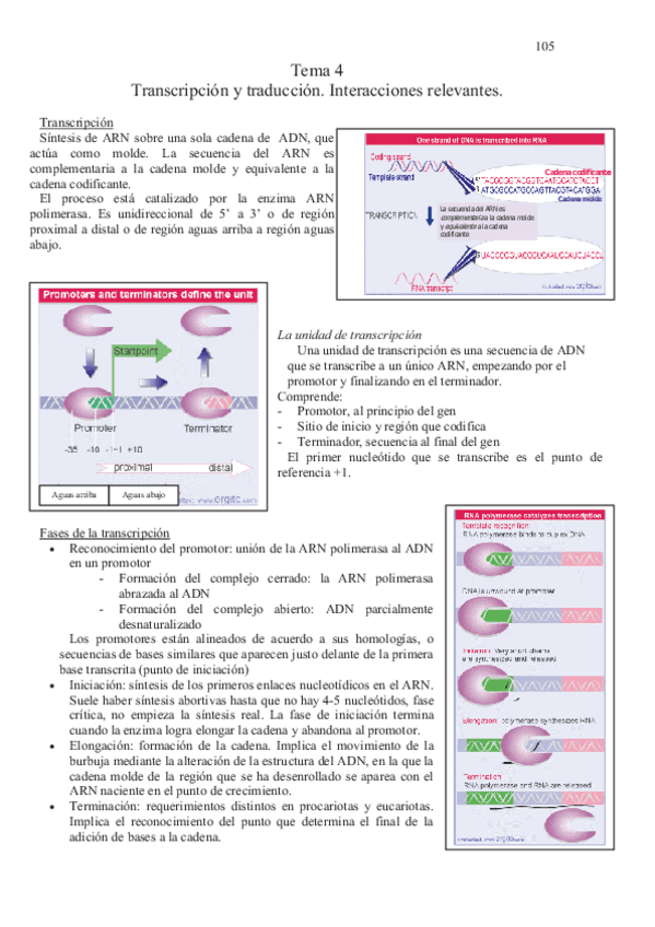 Miniatura del documento Apuntes-de-genética.pdf