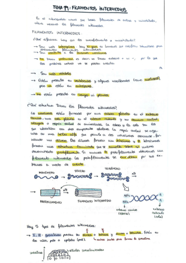 Miniatura del documento TEMA-19-BioCel.pdf