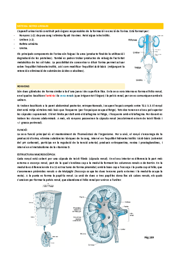 Miniatura del documento 15.-Sistema-nefro-urinari-i-Patologia.docx.pdf