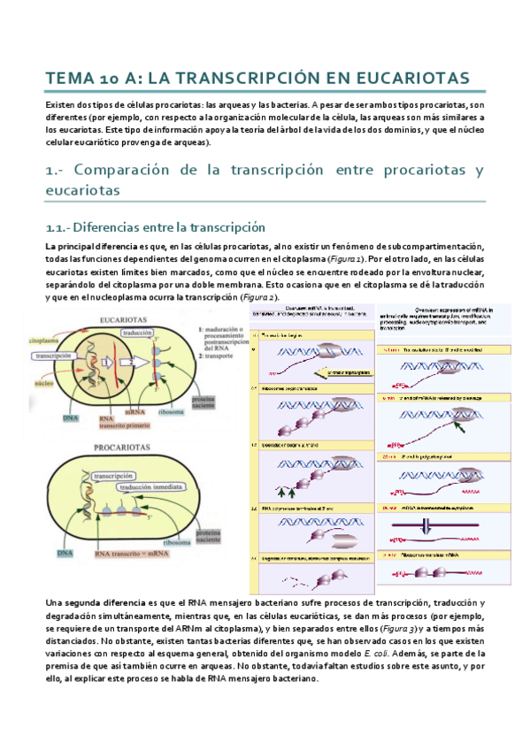 Miniatura del documento Tema 10A.pdf