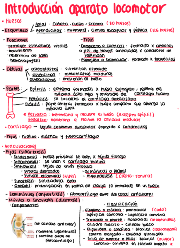 Miniatura del documento Introduccion-aparato-locomotor.pdf