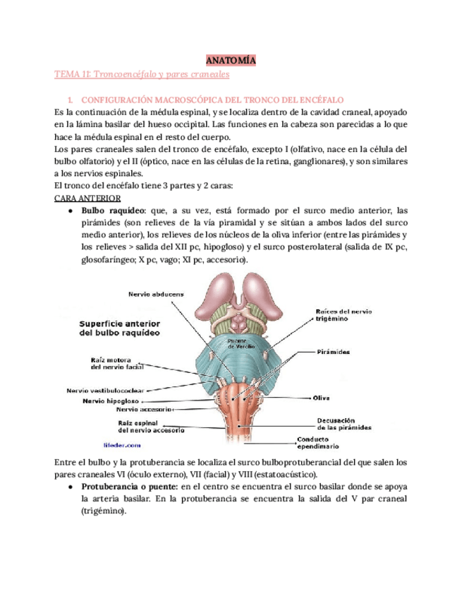Miniatura del documento ANATOMIA-T11.pdf