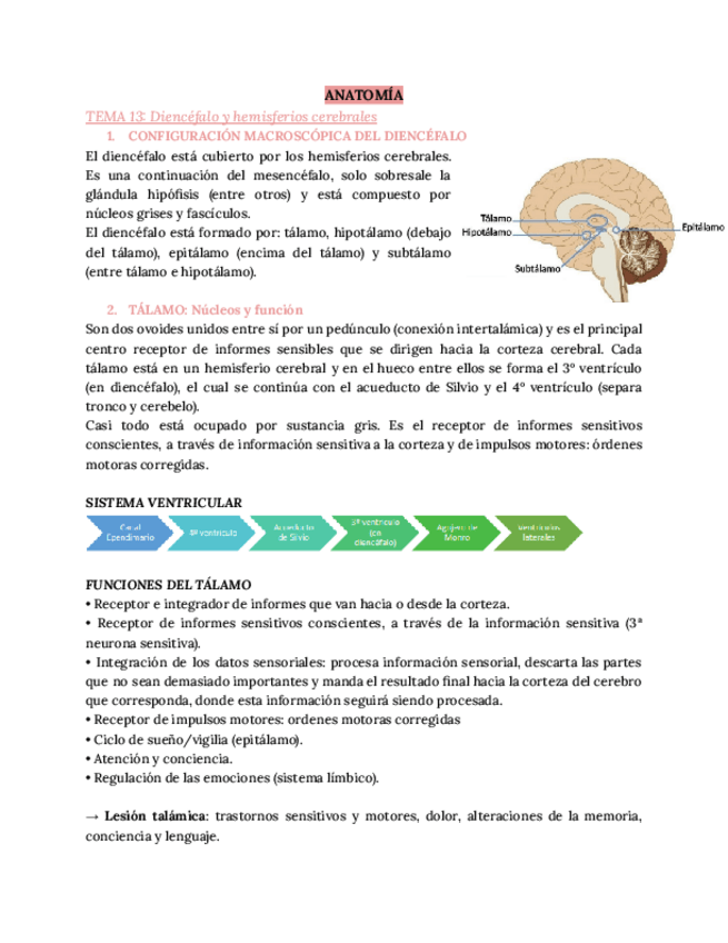 Miniatura del documento ANATOMIA-T13.pdf