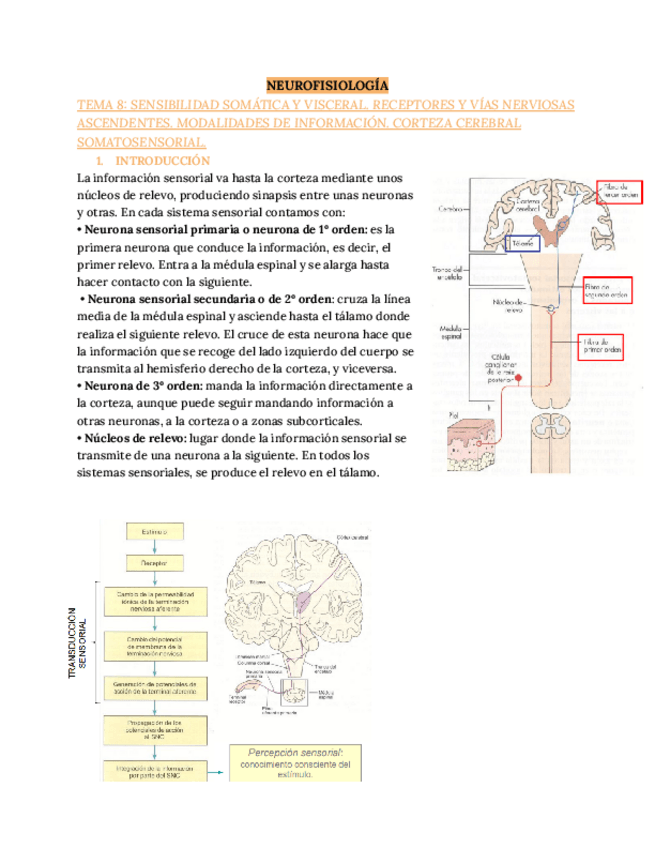 Miniatura del documento NEUROFISIOLOGIA-T8.pdf