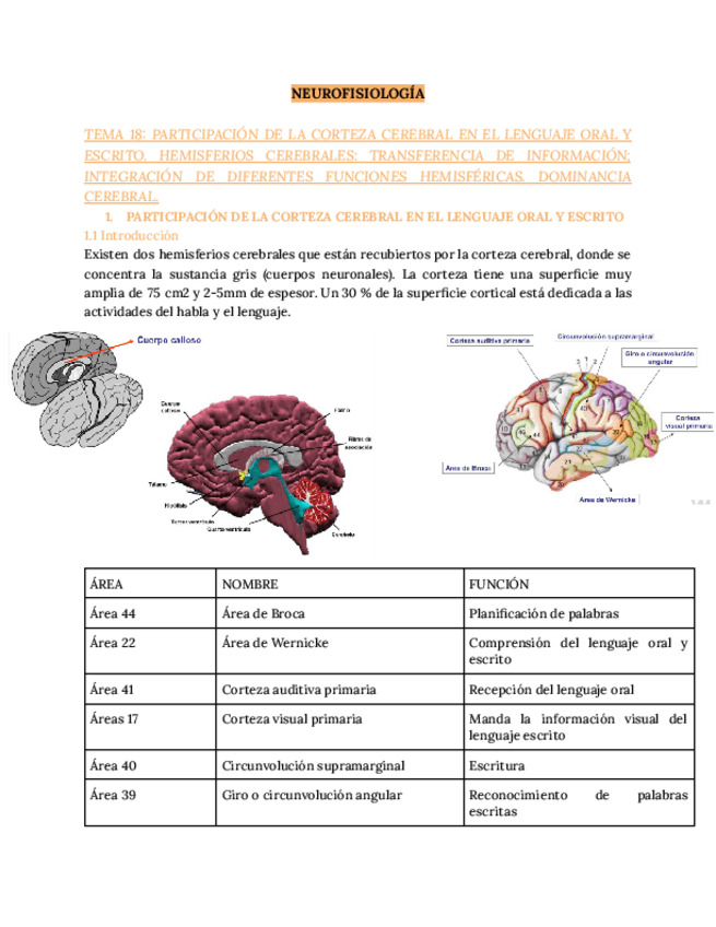 Miniatura del documento NEUROFISIOLOGIA-T18.pdf