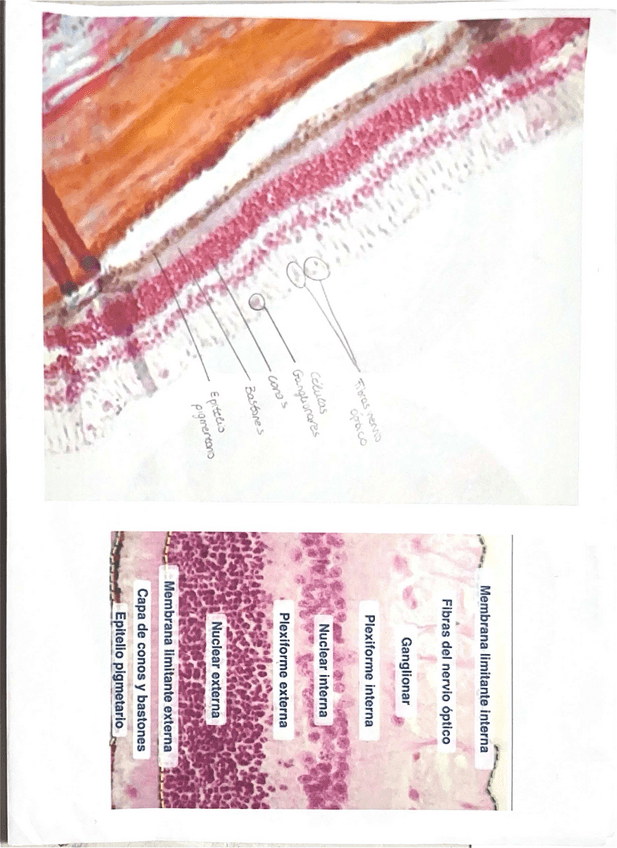 Miniatura del documento Practicas-neuro-completo.pdf