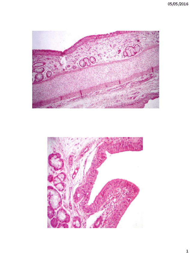 Miniatura del documento EXAMEN TEORICO DESCRIPCION.pdf