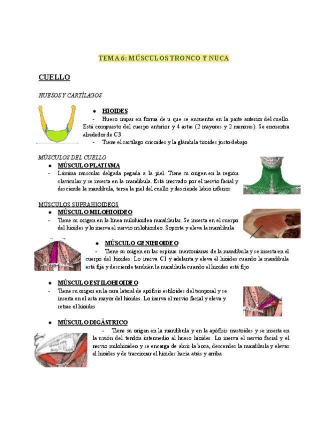Miniatura del documento T6-Musculos-tronco-y-nuca.-Musculos.pdf