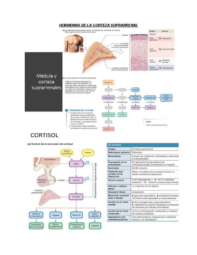 Miniatura del documento hormonas-de-la-corteza-suprarrenal.pdf