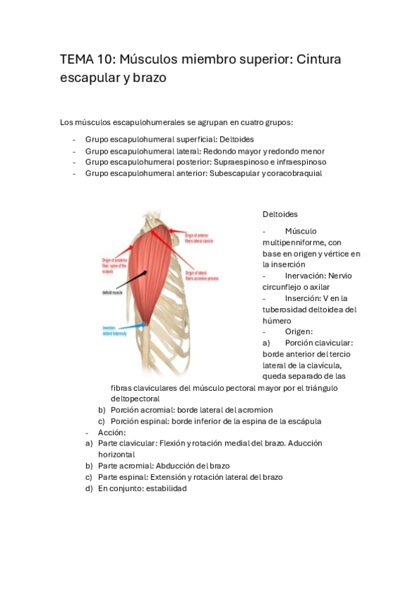 Miniatura del documento TEMA-10.-Musculos-MMSS..pdf