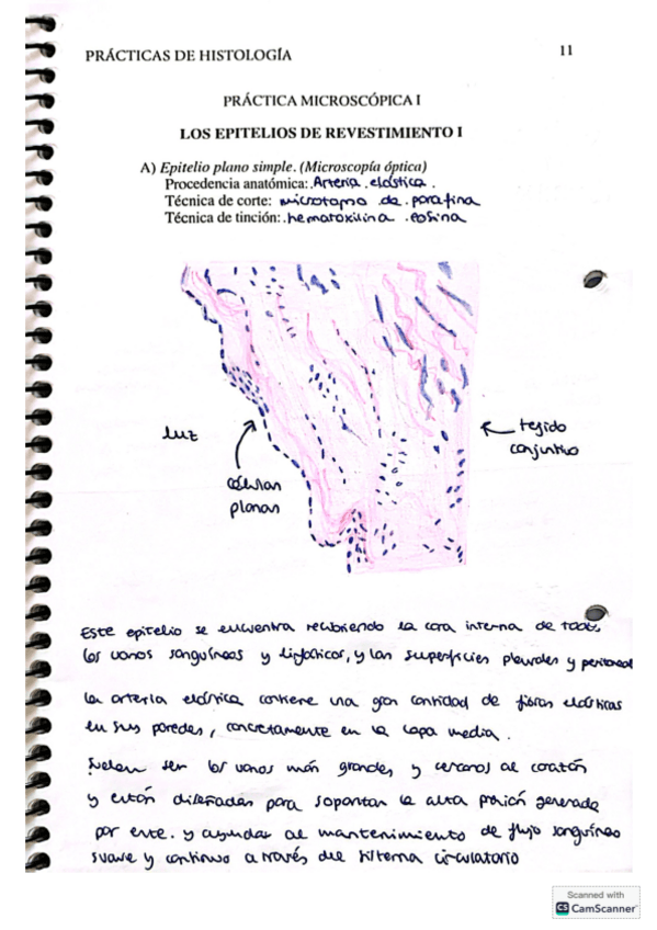 Miniatura del documento Cuaderno-practicas-laboratorio-Histologia-I.pdf