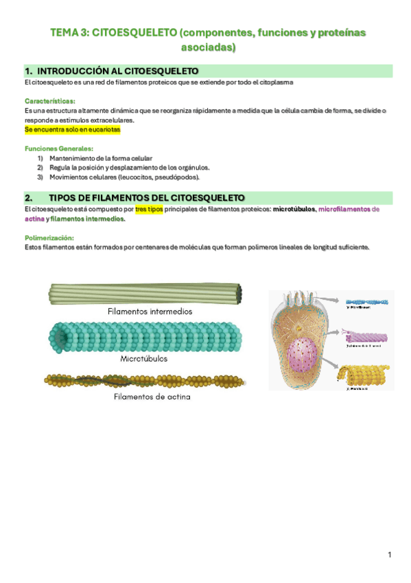 Miniatura del documento tema-3-citoesqueleto.pdf