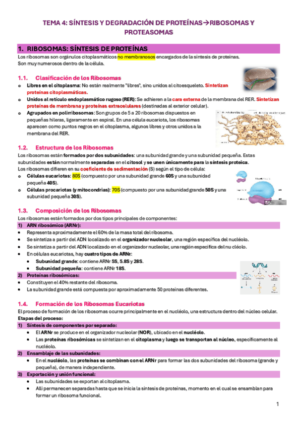 Miniatura del documento TEMA-4-degradacion-de-proteinas.pdf