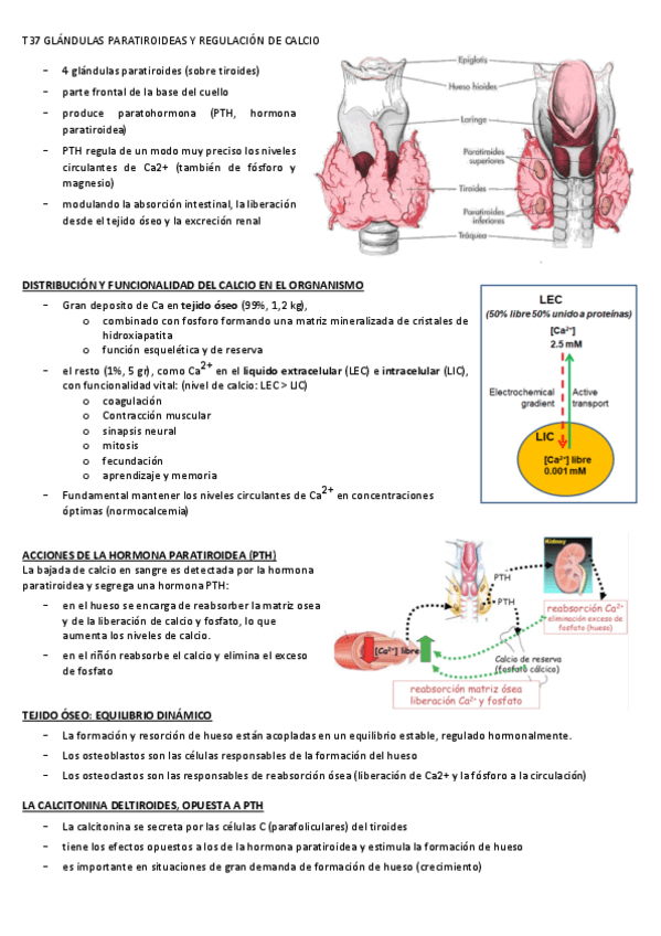 Miniatura del documento T37 GLÁNDULAS PARATIROIDEAS Y REGULACIÓN DE CALCIO.pdf