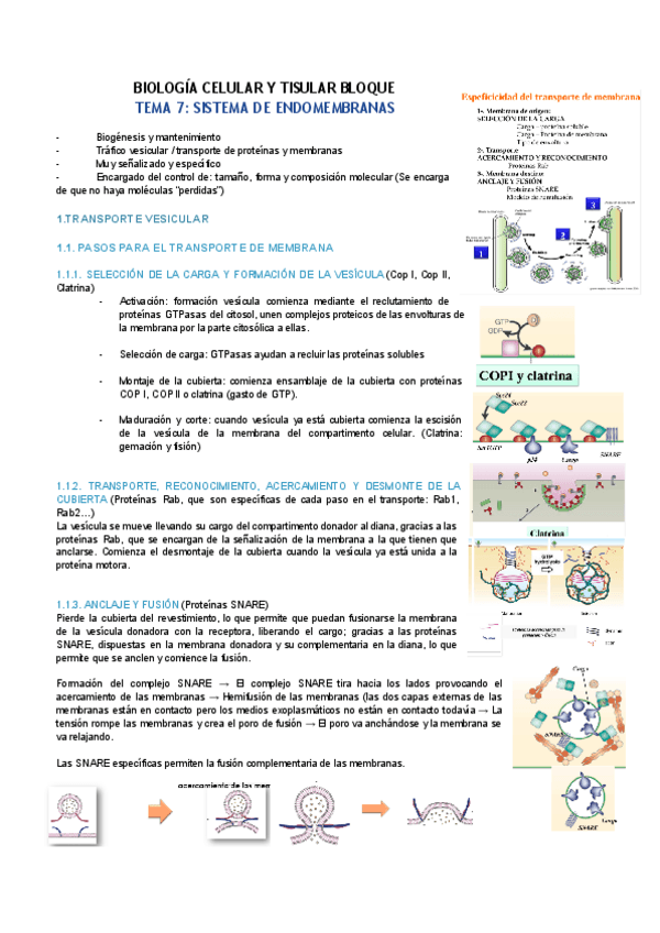 Miniatura del documento TEMA-7-SISTEMA-DE-ENDOMEMBRANAS.pdf